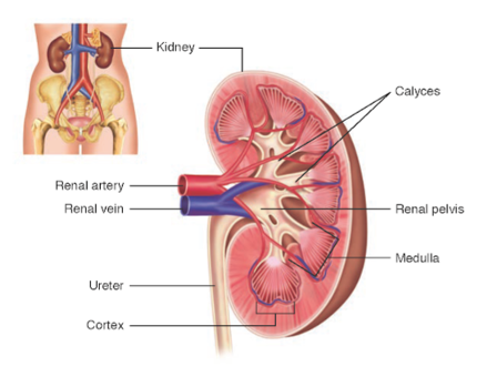 A four-color line drawing showing the position of the kidney within the body is accompanied by a zoomed-in version of the kidney, with its various components labeled.